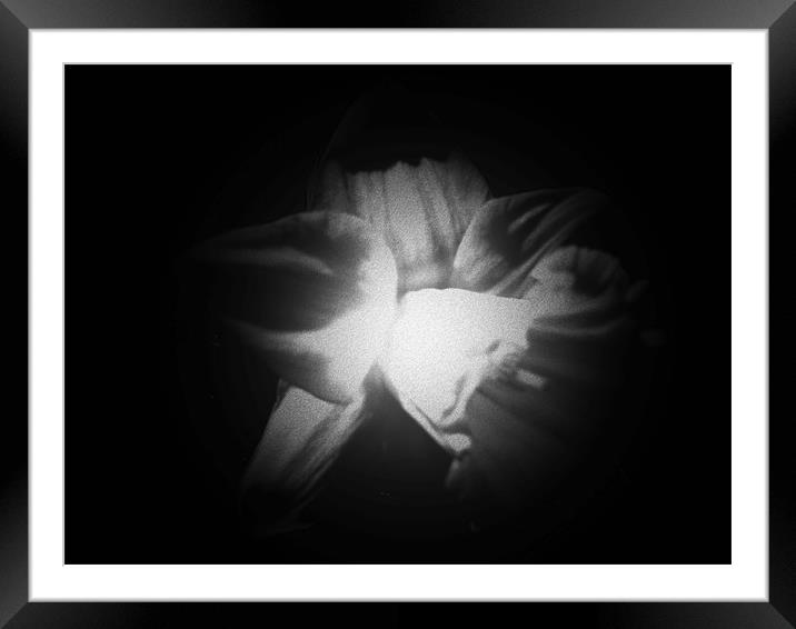 Whispers In The Night Framed Mounted Print by Barbara Schafer
