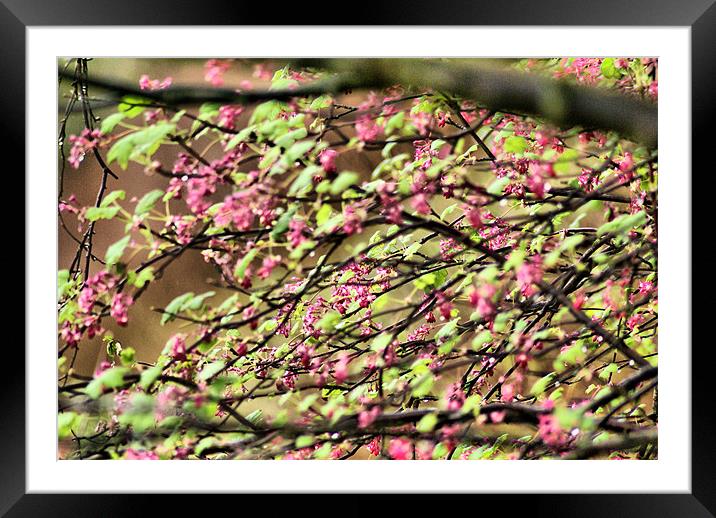 Red-flowering Currant Framed Mounted Print by Maria Tzamtzi Photography