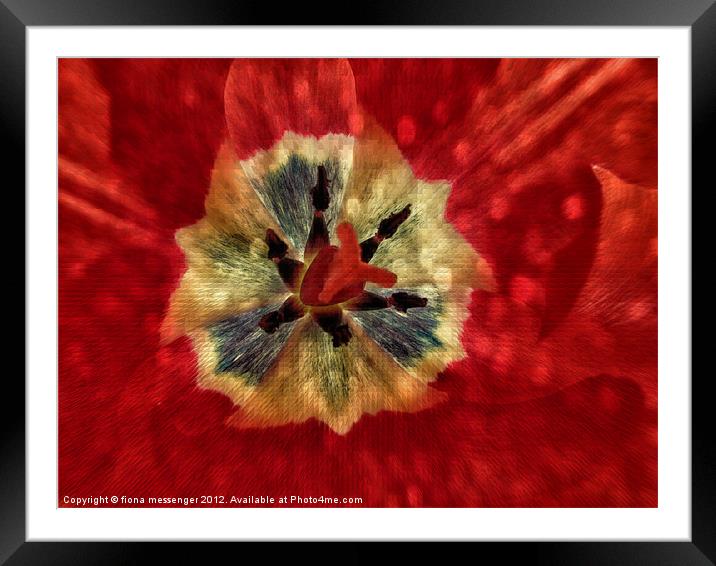 Red Tulip Abstract Framed Mounted Print by Fiona Messenger