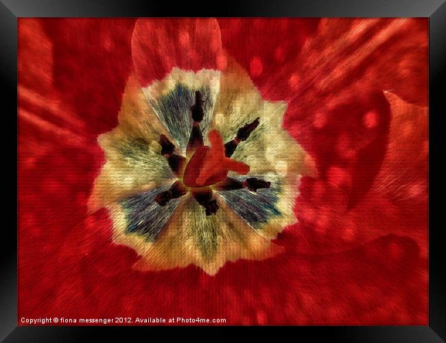 Red Tulip Abstract Framed Print by Fiona Messenger