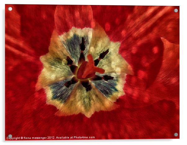Red Tulip Abstract Acrylic by Fiona Messenger