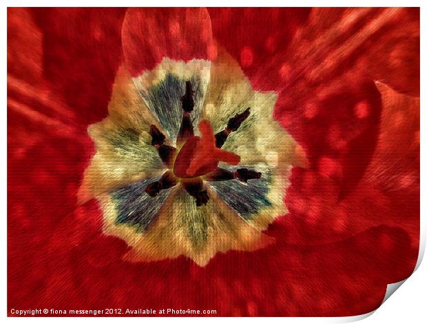 Red Tulip Abstract Print by Fiona Messenger