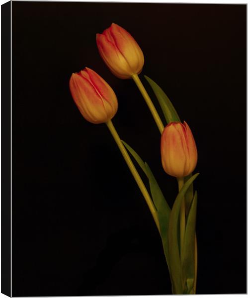 Tulips Canvas Print by Sara Messenger