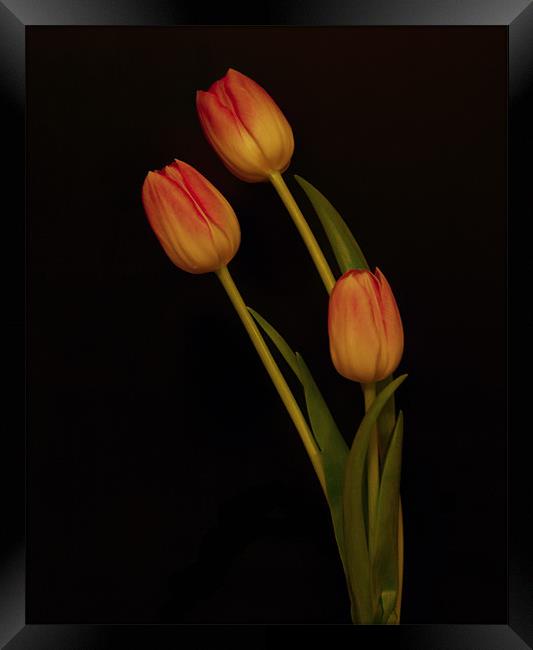 Tulips Framed Print by Sara Messenger