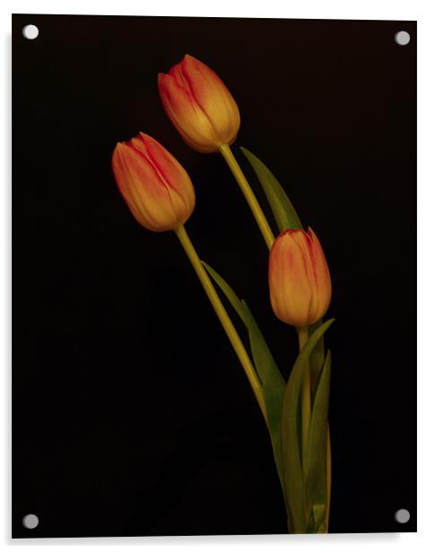 Tulips Acrylic by Sara Messenger