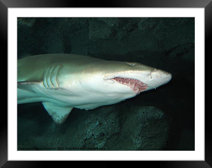 Shark Framed Mounted Print by P H