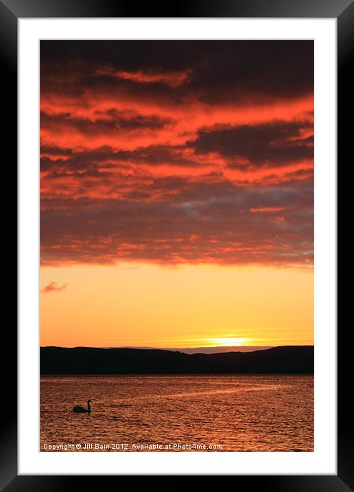Swan at sunset Framed Mounted Print by Jill Bain