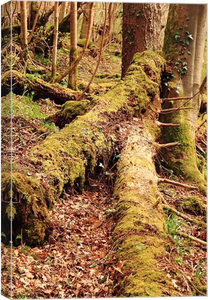 Tree trunks in moss Canvas Print by Jill Bain