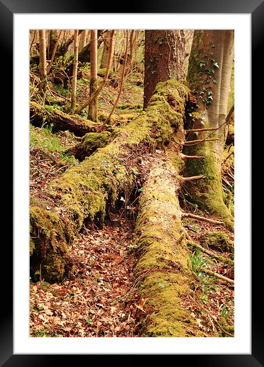 Tree trunks in moss Framed Mounted Print by Jill Bain