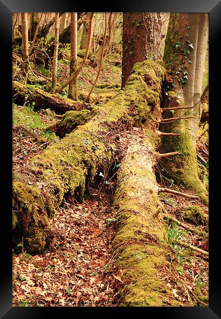 Tree trunks in moss Framed Print by Jill Bain