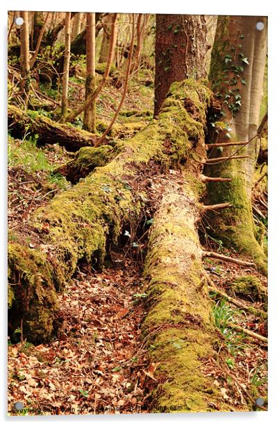 Tree trunks in moss Acrylic by Jill Bain