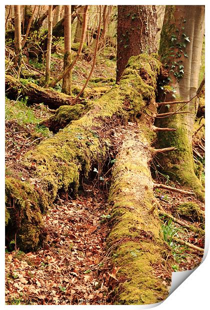 Tree trunks in moss Print by Jill Bain