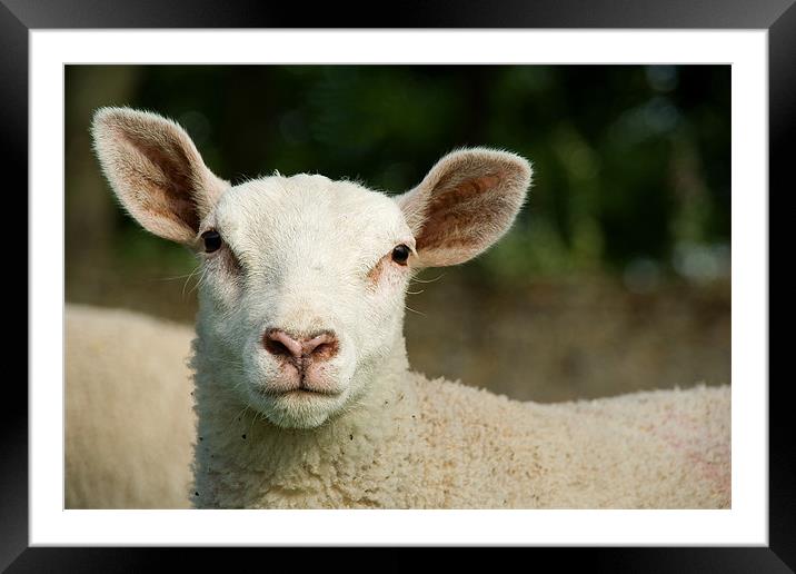 Who Said Mint Sauce Framed Mounted Print by Wayne Molyneux