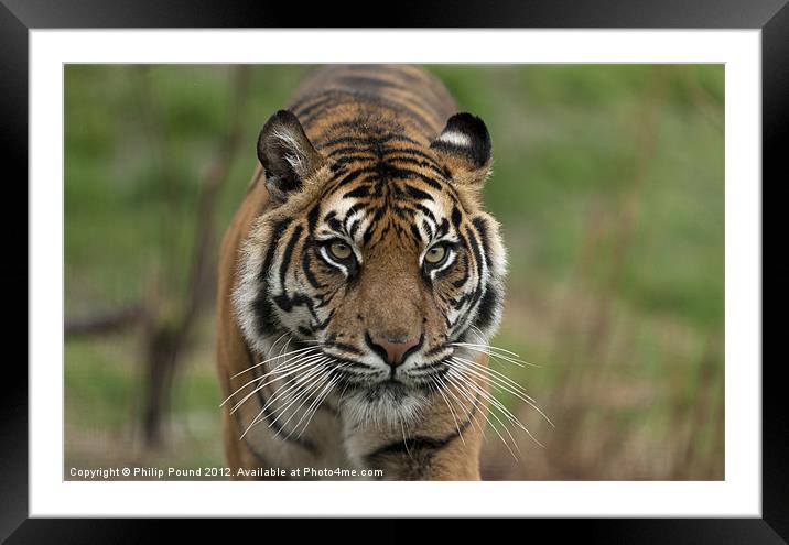 Sumatran Tiger Framed Mounted Print by Philip Pound
