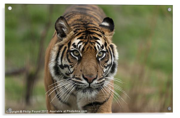Sumatran Tiger Acrylic by Philip Pound