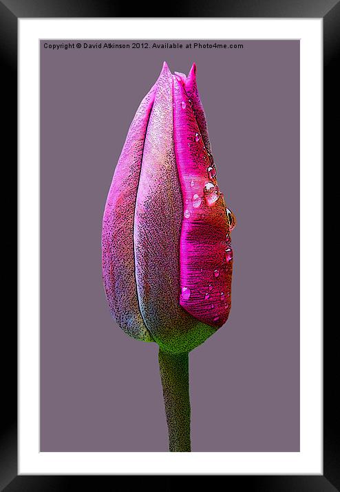 TULIP WITH RAINDROPS Framed Mounted Print by David Atkinson