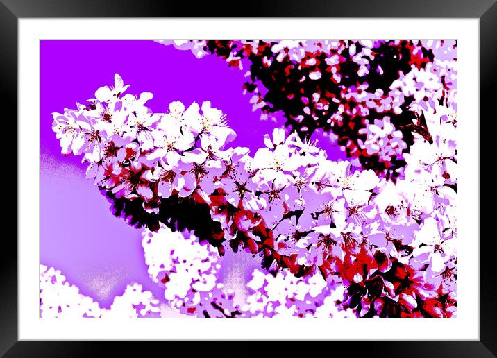 Cherry Blossom Art Framed Mounted Print by David Pyatt