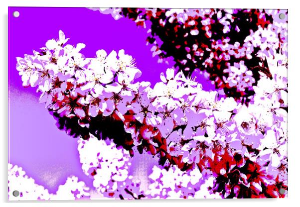 Cherry Blossom Art Acrylic by David Pyatt