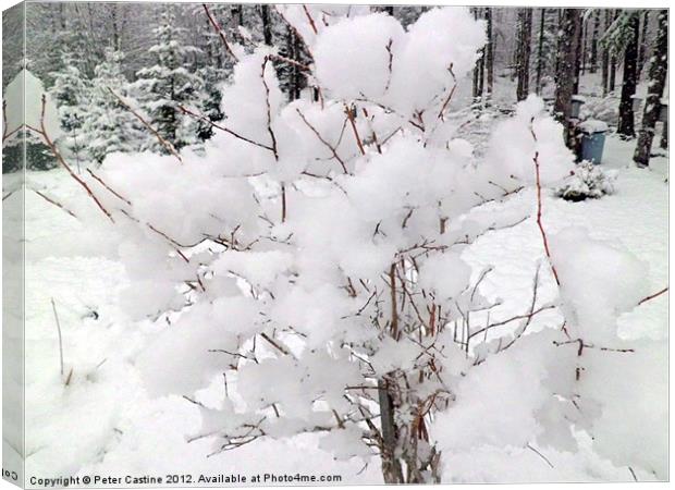 Snow Covered Blueberry Bush Canvas Print by Peter Castine