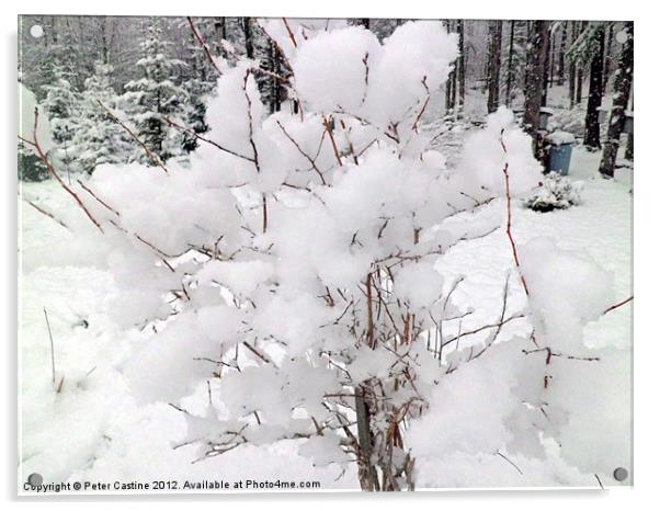 Snow Covered Blueberry Bush Acrylic by Peter Castine