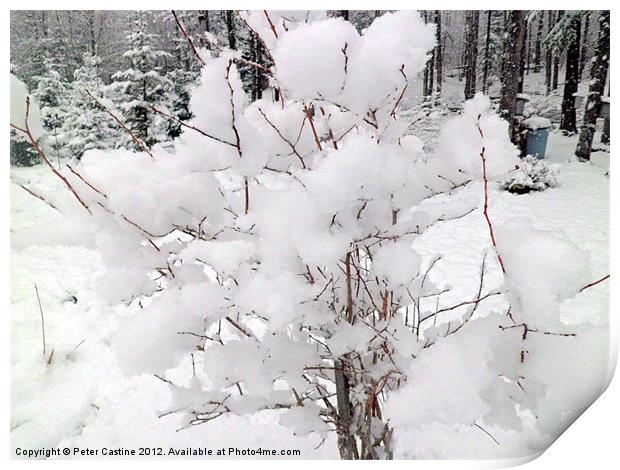 Snow Covered Blueberry Bush Print by Peter Castine