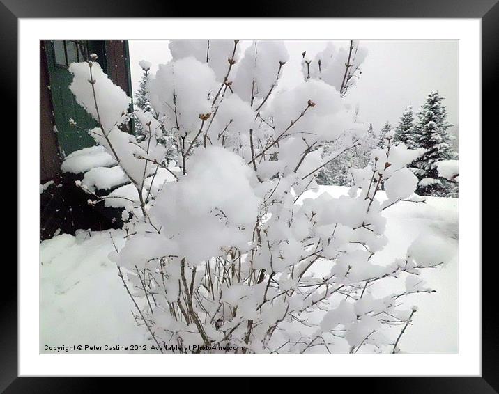 Snow Covered Lilac Buds Framed Mounted Print by Peter Castine