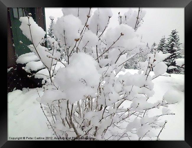 Snow Covered Lilac Buds Framed Print by Peter Castine