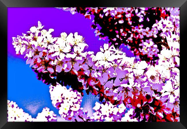 Cherry Blossom Art Framed Print by David Pyatt