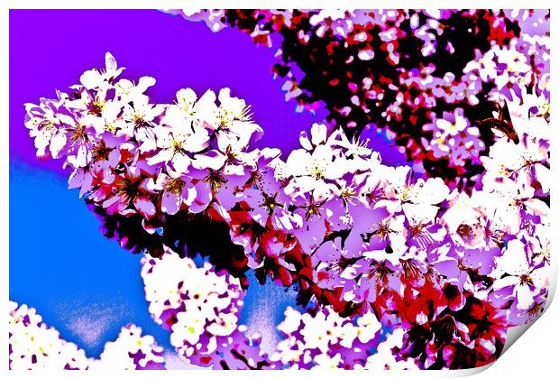 Cherry Blossom Art Print by David Pyatt