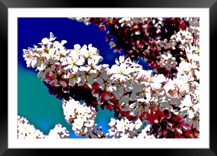 Cherry Blossom Art Framed Mounted Print by David Pyatt