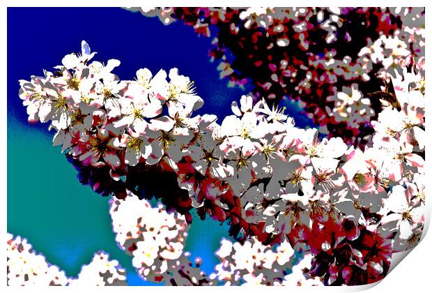 Cherry Blossom Art Print by David Pyatt