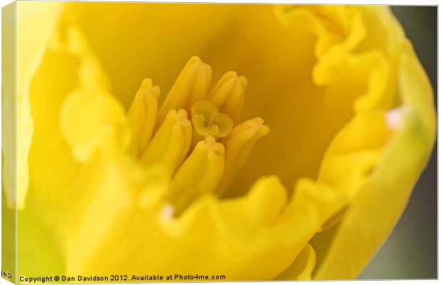 Daffodil Extreme Close Up Macro Canvas Print by Dan Davidson