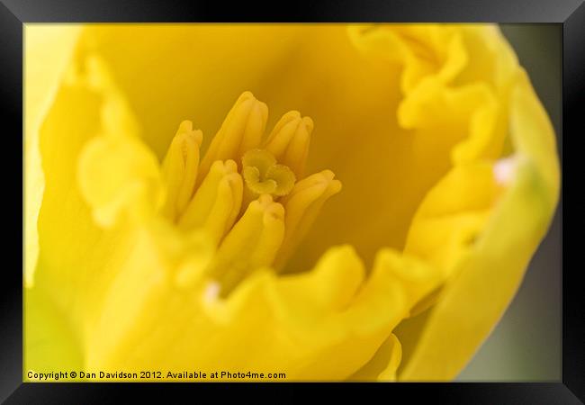 Daffodil Extreme Close Up Macro Framed Print by Dan Davidson