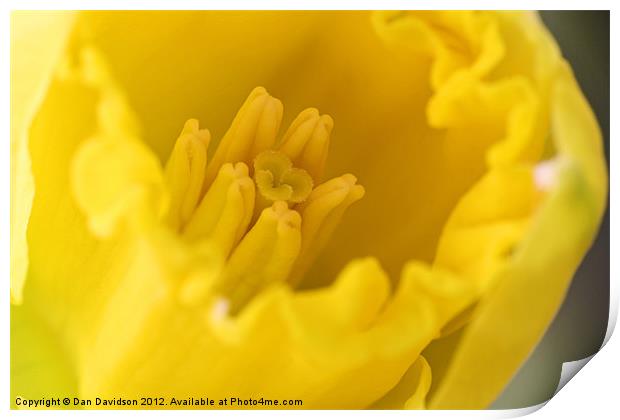 Daffodil Extreme Close Up Macro Print by Dan Davidson