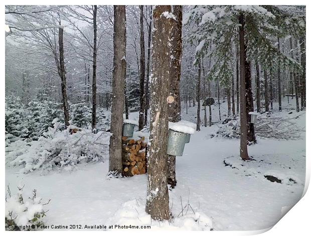 Sugaring in the Snow Print by Peter Castine