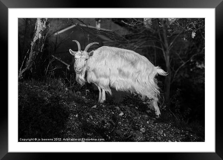 close encounters of the goat kind Framed Mounted Print by Jo Beerens