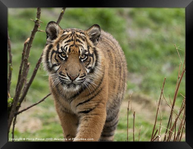 Sumatran Tiger Cub Framed Print by Philip Pound