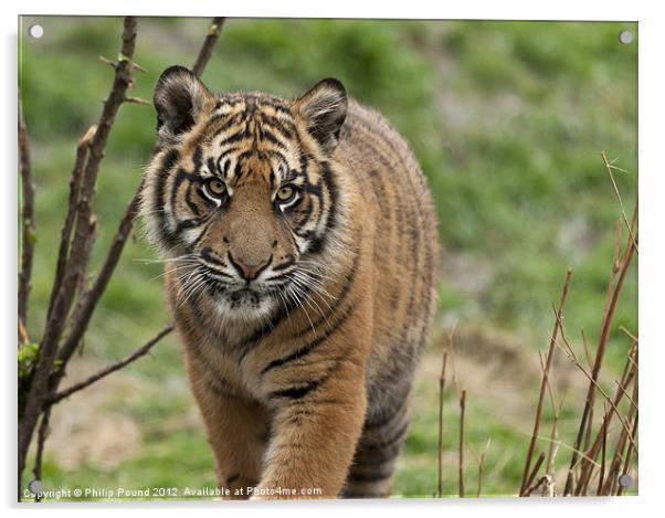 Sumatran Tiger Cub Acrylic by Philip Pound