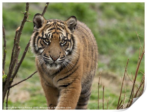 Sumatran Tiger Cub Print by Philip Pound