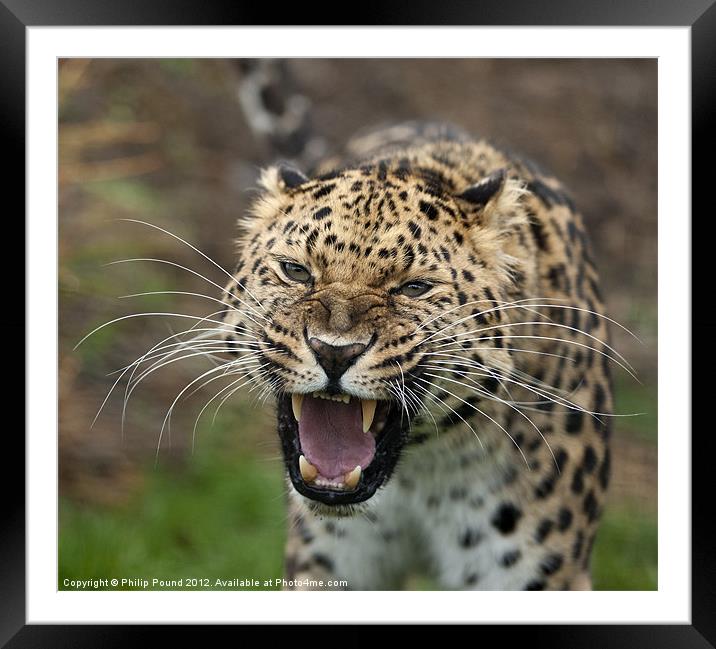 Amur Leopard Framed Mounted Print by Philip Pound