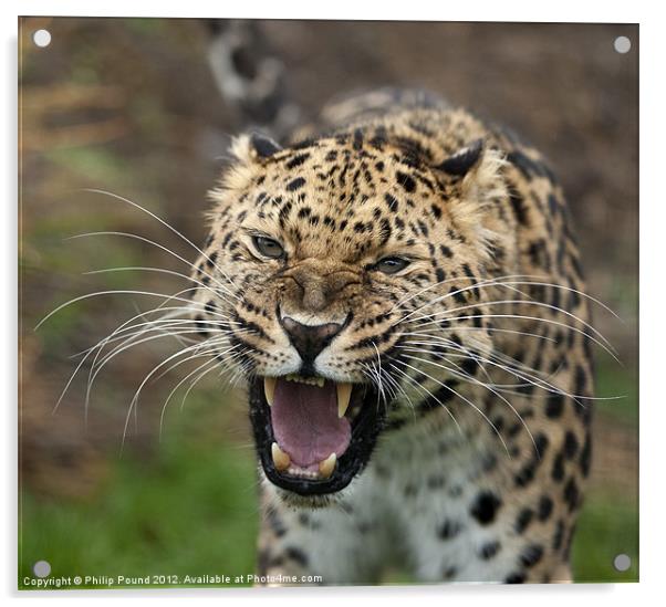 Amur Leopard Acrylic by Philip Pound