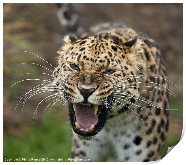 Amur Leopard Print by Philip Pound
