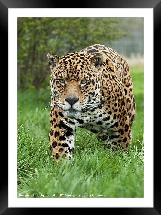 Jaguar Framed Mounted Print by Philip Pound