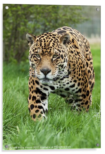 Jaguar Acrylic by Philip Pound