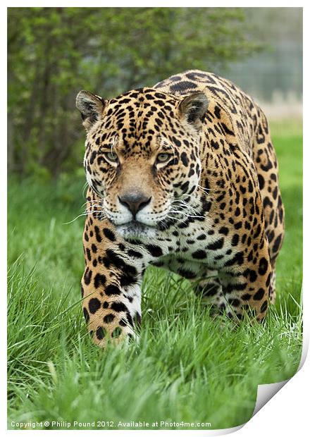 Jaguar Print by Philip Pound