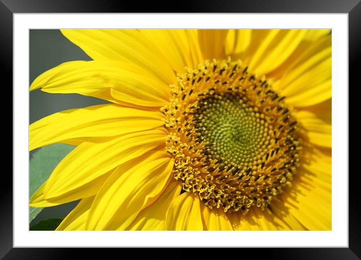 Sunflower Framed Mounted Print by Mark Ashton