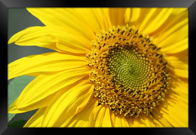 Sunflower Framed Print by Mark Ashton