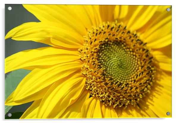 Sunflower Acrylic by Mark Ashton