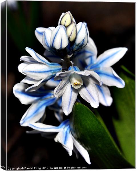 Blue and white flower in spring Canvas Print by Daniel Fong