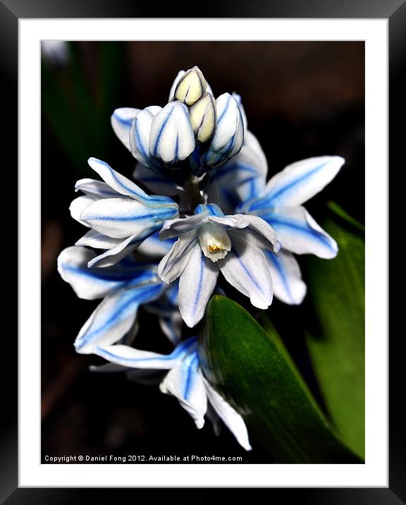 Blue and white flower in spring Framed Mounted Print by Daniel Fong